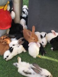 -萌宠亲子动物乐园(槐房万达店)