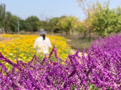 -上海滨江森林公园