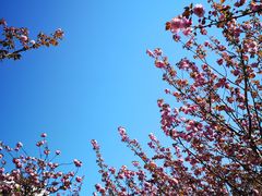 -高东镇樱花园