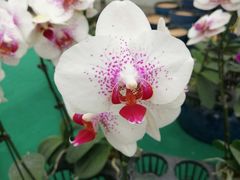 -西部兰花园生态园