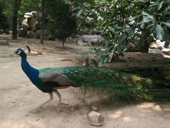 -西安秦岭野生动物园