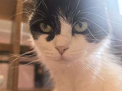 -囡的喵喵酱·萌宠生活馆·宠物洗护美容(胶州路店)