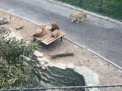 -大连森林动物园