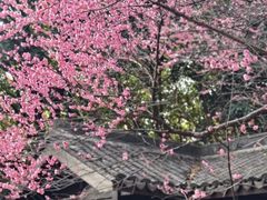 -杭州半山国家森林公园