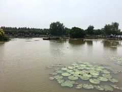 -大湾区中央湿地公园