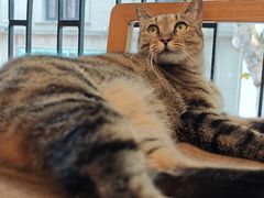 -猫的天空之城概念书店(杭州南宋御街店)