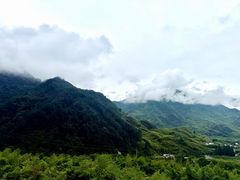 -天目山大树王景区