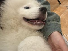 -Let's go狗咖·猫咖·奶狗·桌游(春熙路IFS店)