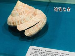 -青岛贝壳博物馆