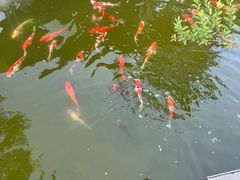 -雅苑中餐厅