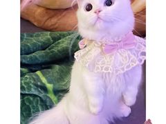 -Bastet sally猫舍购宠(静安店)