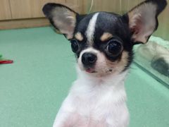 -藦茜花园宠物主题亲子互动体验馆(国顺东路店)