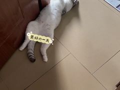 -博特宠物医院24h犬猫全科.骨科·异宠