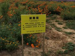 -北京东方普罗旺斯薰衣草庄园