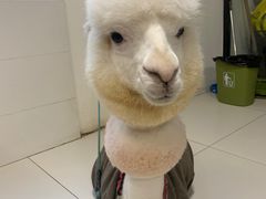-Cappucimeow猫咪咖啡馆(韦伯时代店)