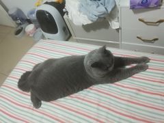 -纳吉亚猫专科动物医院·北北分院