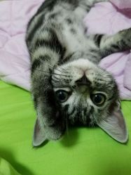 -飛凡TATTOO纹身•原创