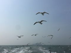 -长岛万鸟岛