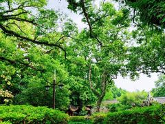 -西湖公园(鼓楼区)
