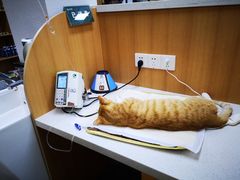 -联合动物医院(光谷诊疗中心)