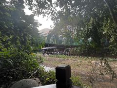 -西双版纳原始森林公园