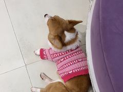 -怪兽屋·羊驼·猫咖·狗咖(俊华广场店)