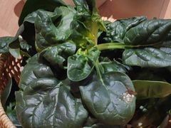 -巴奴毛肚火锅(龙湖锦艺城店)