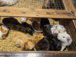 -酷嗒动物文化乐园(cutezoo西溪乐天城店)