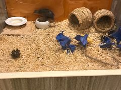 -同里湖度假村(二期店)
