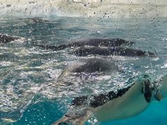 -珠海长隆海洋王国
