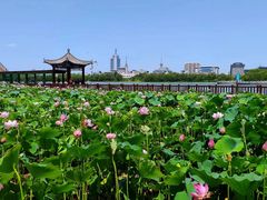 -莲花池公园