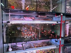 -中环花鸟鱼虫市场