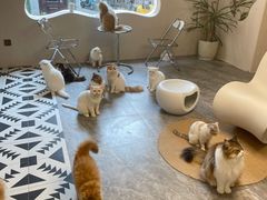 -More Fun猫咖 二十只万元加菲主题