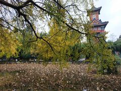 -四川大学(华西校区)