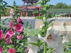 -克拉玛依河景区-九龙潭