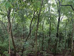 -黔灵山公园