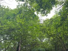 -灵顺寺