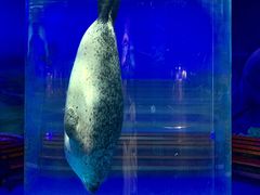 -海合安武汉极地海洋公园