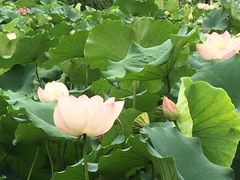 -龙头寺公园