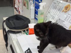 -四月宠物医院·猫专科·心脏专科·内科(转塘店)