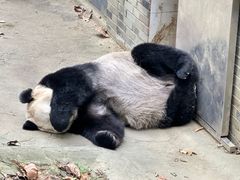 -都江堰中华大熊猫苑