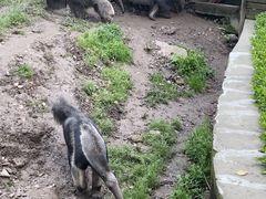 -上海野生动物园