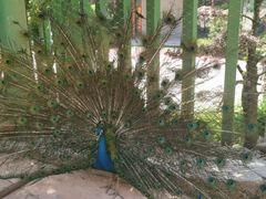 -栾川竹海野生动物园