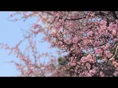 -秦始皇帝陵博物院-丽山园