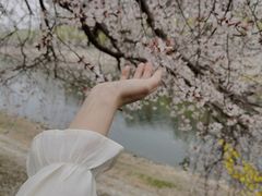 -桃花堤公园