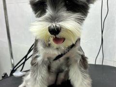 -翊宠yipet猫狗购宠庄园犬舍•猫舍