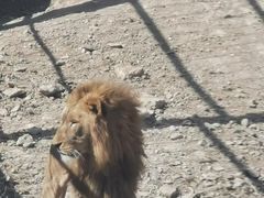 -新疆天山野生动物园