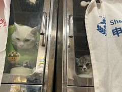 -申普宠物医院·心脏介入·心血管微创(总院)