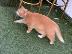 -Sirena海妖日咖夜酒