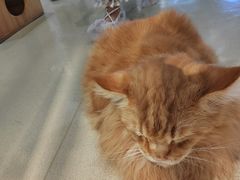 -藏猫猫咖啡主题馆(中央大道店)